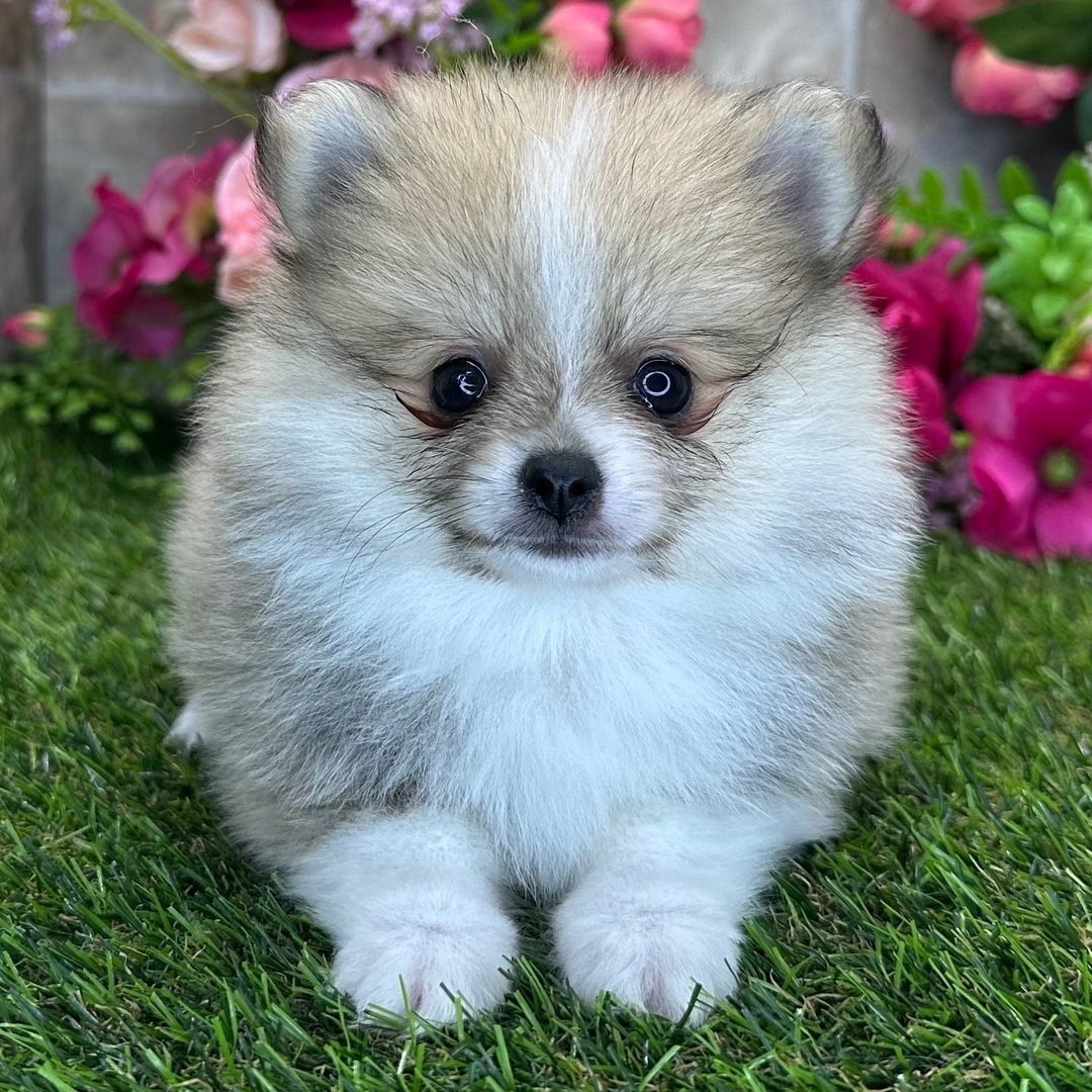 Pomeranian Puppy Daisy